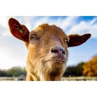 Adopt an Adorable Pygmy Goat at Gorse Hill City Farm, Leicester - Perfect Christmas Gift