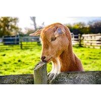 Adopt a Farm Animal at Gorse Hill City Farm - Choose from Donkeys, Cows, Pigs, Sheep, Alpacas, Ducks, Guinea Pigs, Rabbits - Perfect Christmas Gift |