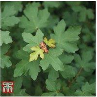 Acer campestre Field Maple Tree - Deciduous, Hardy, 2L Pot