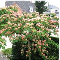 Albizia julibrissin 'Tropical Dream' Flowering Silk Tree - Hardy, Large, Pink Blooms