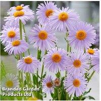 Aster tongolensis 'Berggarten' - Hardy Perennial, Mildew-Resistant, Butterfly-Friendly