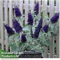 Buddleja Buzz Indigo Dwarf Flowering Shrub - Patio & Garden 4ft