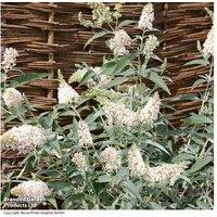 Buddleja Buzz Ivory Flowering Shrub - Compact Patio Butterfly Bush, 120cm