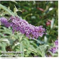 Buddleja Buzz Lavender Patio Shrub - Compact Flowering Butterfly Bush