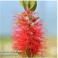 Callistemon Laevis Evergreen Shrub in 15L Pot - Sun-Loving Bottlebrush