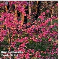 Cercis canadensis 'Zig Zag' Hardy Ornamental Tree - Unique Branch Pattern, 3L Pot