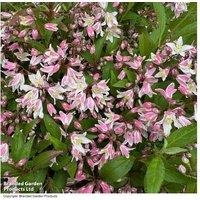 Deutzia 'Pink Carpet' Flowering Shrub - Low-Growing Ground Cover, 3L Pot
