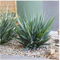 Dianella revoluta 'Blue Stream' - Evergreen Hardy Perennial Grass, 23cm Pot