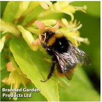 Diervilla rivularis 'Honeybee' - Hardy Deciduous Flowering Shrub, Drought Tolerant, 2L Pot
