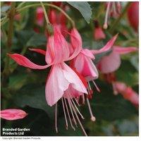 Fuchsia 'Shrimp Cocktail' Flowering Perennial - 3L Potted Plant