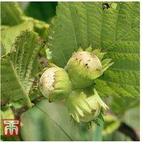 Hedge Hazel (Corylus avellana) Potted Tree - Edible Cobnuts & Privacy Hedging