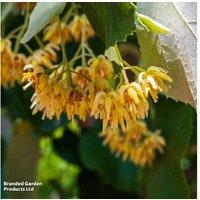 Small-Leaved Lime (Tilia cordata) Hedging Tree - Potted, 12m Mature Height