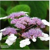 Hydrangea Aspera 'Macrophylla' Flowering Shrub - Violet Blooms, 3m Height