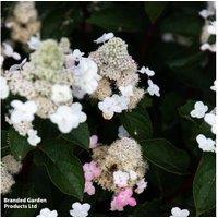 Hydrangea 'Living Infinity' Flowering Shrub - Compact, Long-Blooming