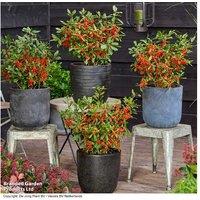 Holly 'Jingle Bells' Deciduous Shrub - Winter Berry Interest, 2L Pot