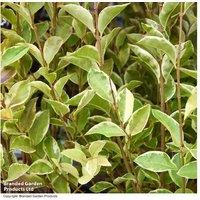 Golden Privet Hedging Shrub - Ligustrum ovalifolium 'Aureum', 2L Pot