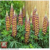 Lupin Perennial 'Manhattan Lights' - Striking Purple & Yellow Flowering Plant in 3L Pot