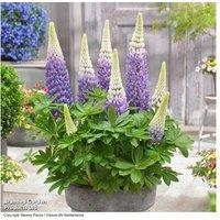 Lupin West Country 'Persian Slippers' Perennial - Bi-Coloured Flowering Plant, 90cm Tall