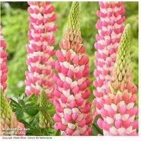 Lupin West Country 'Rachel de Thame' - Hardy Perennial, Flowering, 90cm