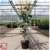 Parrotia Persica Hardy Flowering Tree - 3L Pot, Year-Round Colour