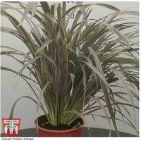 Phormium 'Pink Stripe' Evergreen Perennial - 7.5L Pot, Hardy Architectural Plant