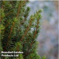 Picea glauca 'Perfecta' Evergreen Dwarf White Spruce Tree - 5L Pot
