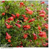 Dwarf Pomegranate Tree - Flowering Miniature Patio Fruit Plant 'Nana'