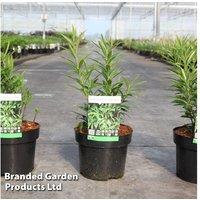 Sarcococca saligna Willow Sweet Box Shrub - Evergreen, Unique Foliage, 1L Pot