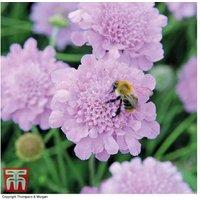 Scabiosa 'Kudos Pink' Flowering Perennial - Bee-Friendly, 1L Pot