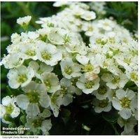 Spiraea nipponica 'Snowmound' Flowering Deciduous Shrub - 2.5m RHS Award