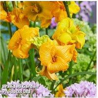 Hemerocallis 'See You Tomorrow' Perennial Day Lily - Extended Bloom, Pest Resistant, Choice of 1 or 3 Plants