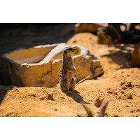 Kirkley Hall - Northumberland College Zoo Entry Tickets