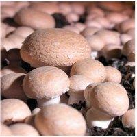 Chestnut Mushroom Windowsill Kit - Easy Indoor Edible Crop