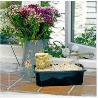 Yellow Oyster Mushroom Windowsill Kit - Grow Organic Edible Mushrooms Indoors