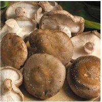 Shiitake Mushroom Windowsill Growing Kit - Easy Indoor Edible Fungi