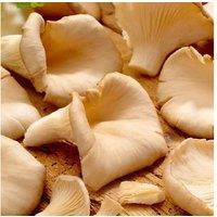 Grey Oyster Mushroom Windowsill Growing Kit - Indoor Edible Fungi
