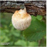 Lion's Mane Mushroom Windowsill Grow Kit - Gourmet Edible Fungi