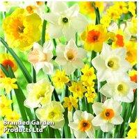 Spring Flowering Bulb Mix - Perennial Lucky Dip, 20/40/60 Bulbs