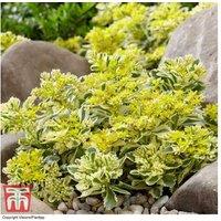 Sedum Atlantis Perennial Succulent - Award-Winning, Easy-Care Garden Plant (1, 2 or 3 Pack)