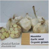 Garlic 'Messidor' Bulbs - Hardy Autumn-Planted Allium for UK Gardens