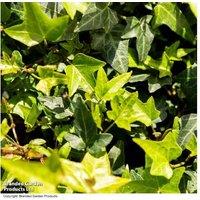 Hedera 'Green Shamrock' Evergreen Ivy - 1 or 3 Pot-Grown Plants