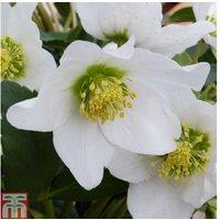 Helleborus niger Winter Flowering Perennial - Hardy Potted Plant