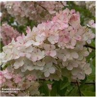 Hydrangea Paniculata 'Pink Diamond' Flowering Shrub - Hardy, Summer Blooms