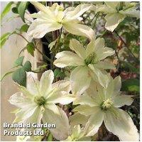 Clematis montana 'Champagne Truffle' Flowering Perennial - 1 or 3 Plants