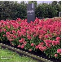 Hydrangea Living Strawberry Blossom - Hardy Perennial Flowering Shrub