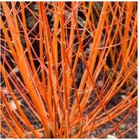 Cornus 'Midwinter Fire' Shrub - Vibrant Winter Colour, Wildlife Friendly