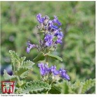 Nepeta 'Six Hills Giant' Catmint - Hardy Flowering Perennial Plant