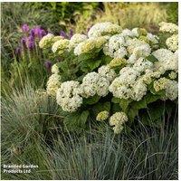 Hydrangea arborescens 'FlowerWOW' Hardy Flowering Shrub - 1 or 2 Plants