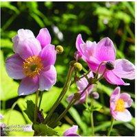 Japanese Anemone 'September Charm' - Flowering Hardy Perennial
