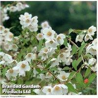 Philadelphus 'Fragrant Falls' Flowering Shrub - Hardy & Fragrant